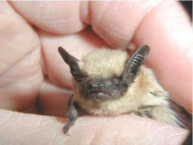 Bat Guano Cleanup