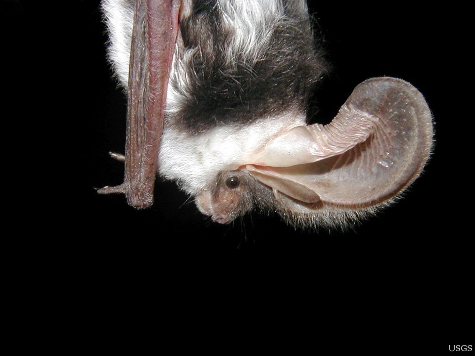 Wyoming bat, Alpine bat removal
