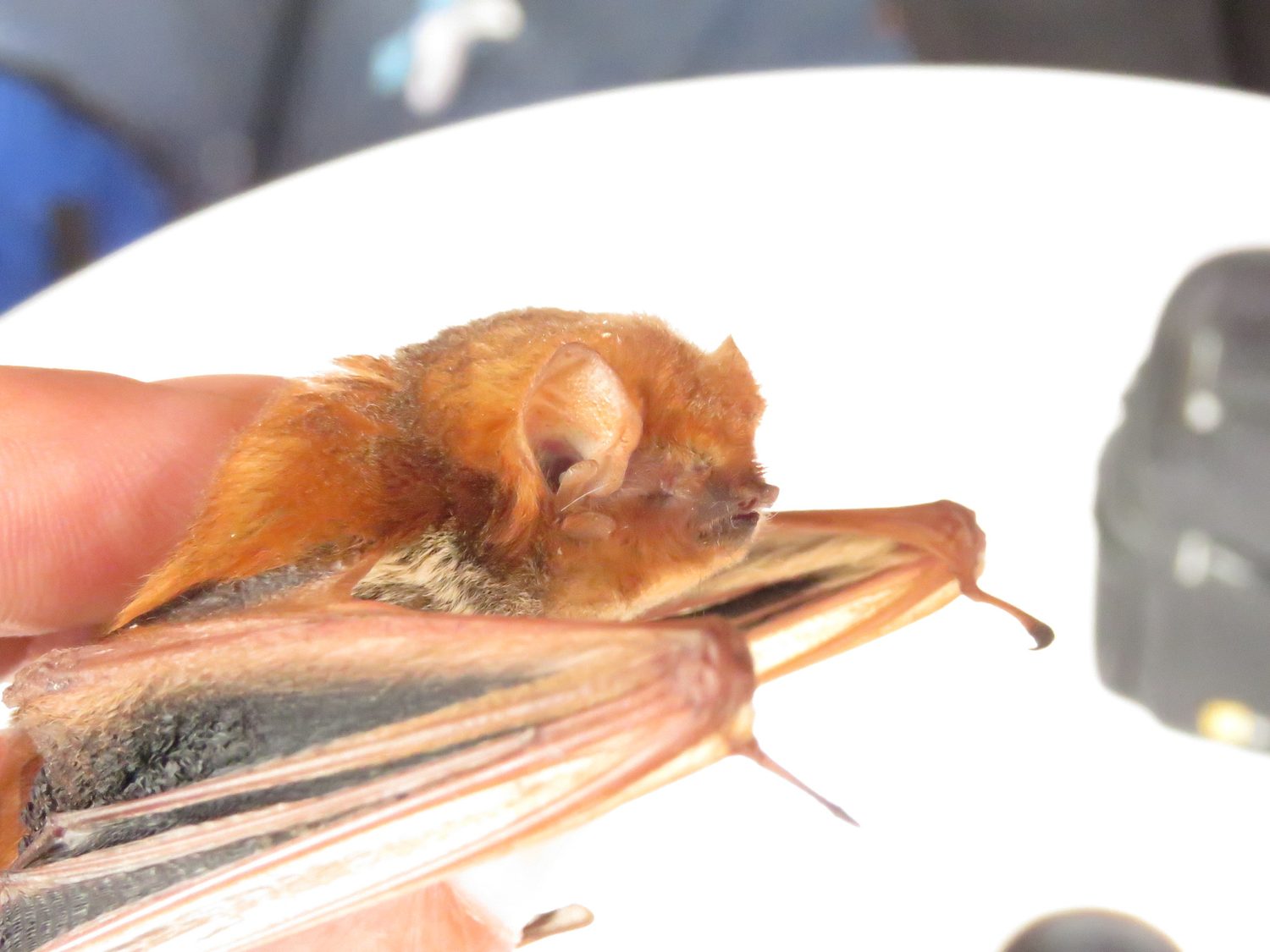 Wyoming bat, Torrington bat removal