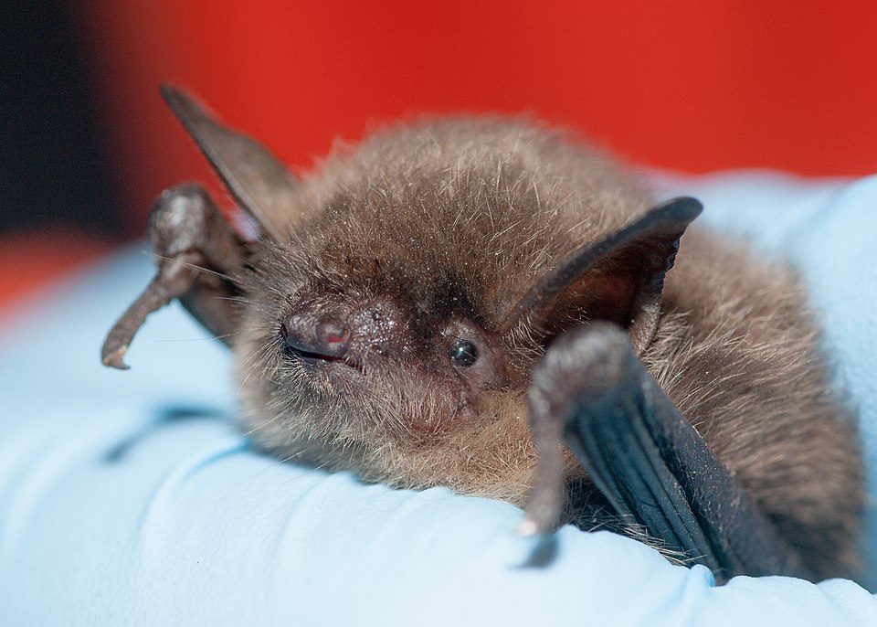 Little Brown Bat (Myotis lucifugus)